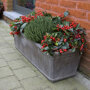 Bergthee in plantenbak